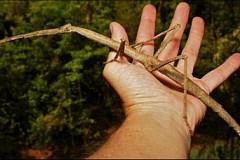 Le plus long insecte du monde découvert en Chine